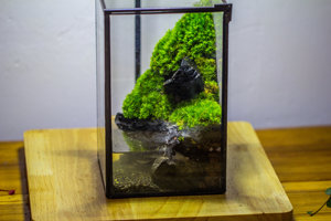 Étanche Fermer Géométrique Verre Étain Terrarium Ventouse Étang Maison <span class=keywords><strong>Jardin</strong></span> Mur Utilisation Kit <span class=keywords><strong>Mousse</strong></span> D'eau Paysage Plante Décoration - Product Image 3