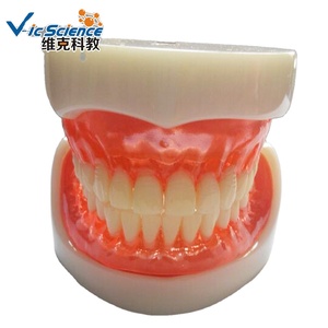 Mô hình giáo dục khoa học y tế răng giả mô hình răng người mô hình cấy ghép răng giả đầy đủ - Product Image 2
