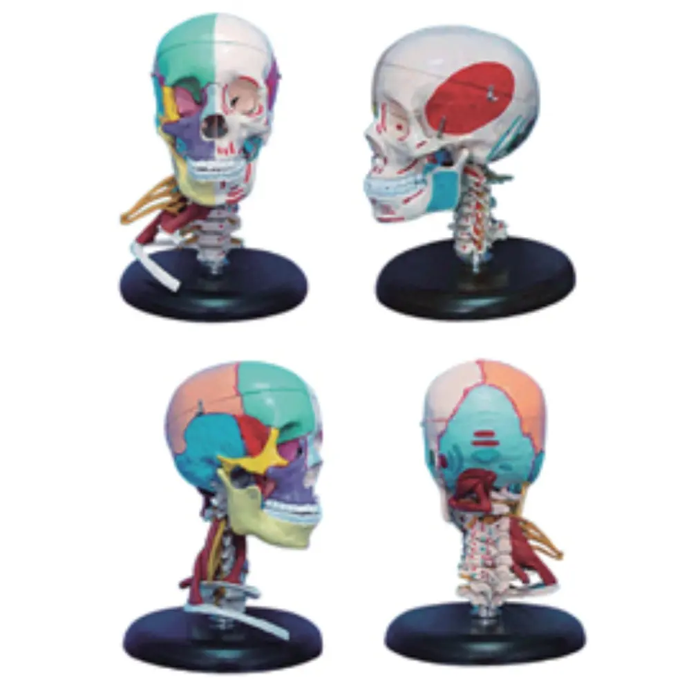 4大人の頭蓋骨左側の筋肉の着色と首の筋肉モデルによる右側の骨の着色