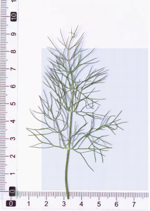 Tallo y hoja <span class=keywords><strong>de</strong></span> hinojo con ramas, manualidades <span class=keywords><strong>de</strong></span> bricolaje, fabricación <span class=keywords><strong>de</strong></span> plantas naturales, flor prensada real para Resina - Product Image 5
