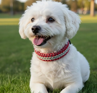 Nouveau Collier pour Chien en Paracorde Tressé et Ajustable, Taille Personnalisée, Tissage Renforcé, pour Chiens de Petites, Moyennes et Grandes Tailles – Collection Festival du Commerce