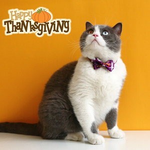 Feliz Halloween gato <span class=keywords><strong>Collar</strong></span> con campana Bowknot cachorro gatito <span class=keywords><strong>collar</strong></span> ajustable hebilla de seguridad Correa Chihuahua pajarita suministros para mascotas - Product Image 6
