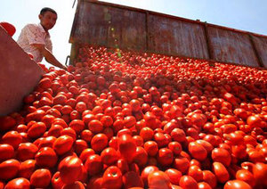 Preservas enlatadas de tomate descascados, feito na itália para a exportação - Product Image 2