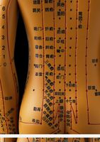 Modelo Humano Masculino para Acupuntura, Uso en Experimentos Científicos, con Certificación CE/ISO
