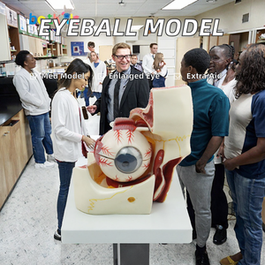 Modelo Anatómico Ampliado <span class=keywords><strong>del</strong></span> <span class=keywords><strong>Ojo</strong></span> Humano y <span class=keywords><strong>la</strong></span> Órbita, Modelo <span class=keywords><strong>de</strong></span> <span class=keywords><strong>la</strong></span> Estructura <span class=keywords><strong>del</strong></span> <span class=keywords><strong>Ojo</strong></span> para <span class=keywords><strong>la</strong></span> Enseñanza Médica - Product Image 5