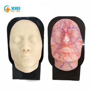 Modè<span class=keywords><strong>le</strong></span> de tête en silicone pour l'enseignement des sciences médicales, représentant les vaisseaux sanguins et les nerfs du visage, avec ressources pédagogiques pour l'injection. - Product Image 1