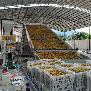 Séchoir à bande maillée haute efficacité pour fruits et prunes, machine de séchage à bande maillée pour prunes vertes - Product Image 4