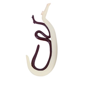 Modello Xuequan M-064 di Emasugatore per l'Insegnamento dell'Anatomia Biologica, Risorse per Esperimenti Educativi - Product Image 1