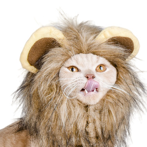 Gorro de gato y león para celebridades de internet, lindo sombrero pequeño, orejas de conejo, peluca divertida, disfraz de Navidad, atuendo para mascotas - Product Image 5