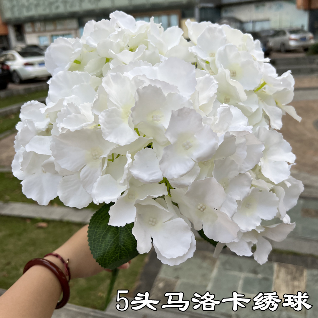 5 head hydrangea mallorca white
