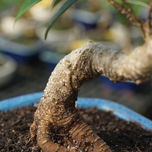 <span class=keywords><strong>Kit</strong></span> de Bonsái para Principiantes con Maceta de Plástico y Mini Herramientas, Regalo Perfecto para Amantes de la Jardinería - Product Image 5