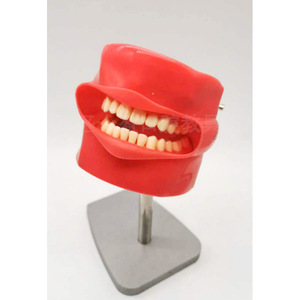 Modelo de Consultorio Dental Heidefee con Mandíbula Roja para Entrenamiento de Estudiantes, Operación Manual - Product Image 2