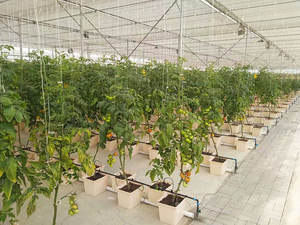 Compleet Hydrocultuur Nederlands Bloesemmerplantsysteem Voor Het Kweken Van Komkommer/Tomaat - Product Image 5