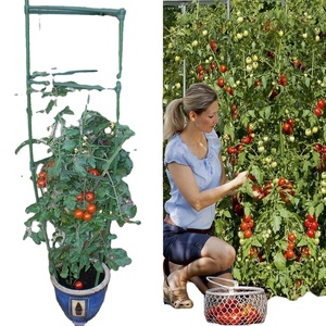 Piquets de jardin en fibre de verre pour piquets de support de plantes - Product Image 3