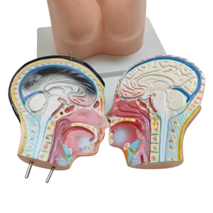 Modelo <span class=keywords><strong>de</strong></span> enseñanza médica integral, modelo <span class=keywords><strong>de</strong></span> Anatomía <span class=keywords><strong>de</strong></span> Torso infantil <span class=keywords><strong>de</strong></span> 42 cm, pantalla <span class=keywords><strong>de</strong></span> Anatomía <span class=keywords><strong>de</strong></span> <span class=keywords><strong>cabeza</strong></span> <span class=keywords><strong>y</strong></span> Torso infantil - Product Image 5