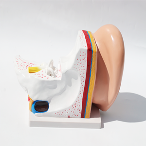 Anatomie de l'oreille humaine Modèle <span class=keywords><strong>géant</strong></span> Structure du système d'oreille intérieure moyenne extérieure pour l'enseignement des sciences médicales - Product Image 3