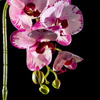 Supplier Grosir Anggrek Phalaenopsis Sutra Realistis Buatan Tangan untuk Importir, Distributor, Toko Bunga, Natal, Paskah
