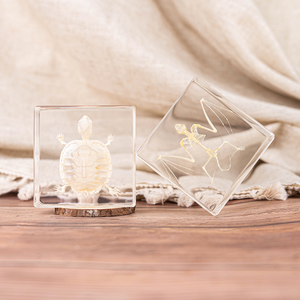 Spécimen de taxidermie résine intégrée Unique cristal clair véritable chauve-souris squelette demi presse-papier pour l'éducation scolaire - Product Image 6