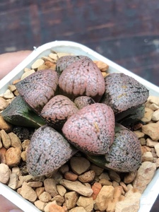 ฮาวอร์เทีย ต้นไม้ตกแต่งน่ารัก ราคาขายส่ง หลายสี หายาก คุณภาพสูง เหมาะสำหรับเป็นของขวัญ น่ารัก ตกแต่งบ้าน สำนักงาน สวน ฮาวอร์เทีย เรทูซา - Product Image 3
