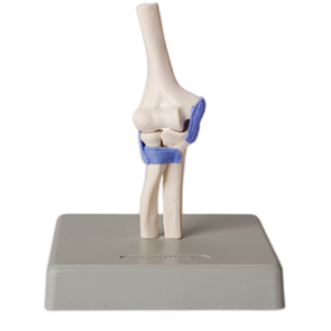 ADA-A2027 Maniquí en Miniatura de Cadera, Codo, Hombro y Rodilla, 1/2 Tamaño Real, 4 Partes, para Estudiantes de Medicina - Product Image 6