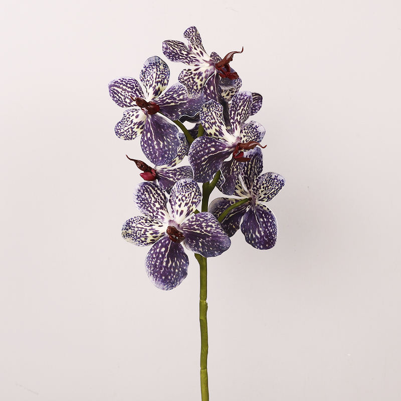 สตาร์รี่ไนท์เพอร์เพิล