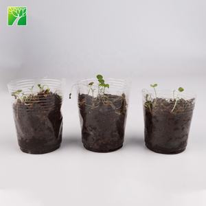 Offre Spéciale herbe bricolage naturel bonsaï herbe jardin kit de démarrage pour la décoration - Product Image 5