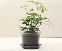 Pot de fleur de jardin Balcon Pot de fleur en plastique terre cuite antique