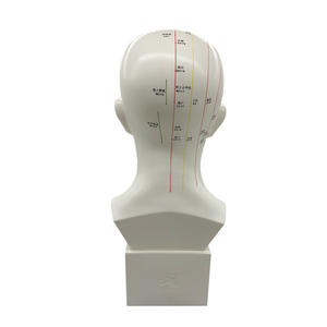 Modelo de Enseñanza de 47 cm de Puntos de Acupuntura de la Cabeza, Medicina Tradicional China, Acupuntura y Masaje Facial con Puntos de Acupuntura - Product Image 5