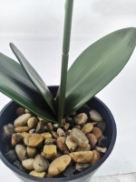 Orchidées artificielles en pot pour la décoration de la maison, vente en gros, meilleur prix, haute qualité