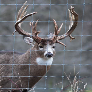 مزرعة مراعي متينة متينة مقاومة للصدأ عالية التحمل 2 متر ارتفاع قابل للتخصيص مقاومة للصدأ - Product Image 6