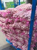 Hete Aanbieding Topkwaliteit Verse Knoflook Normale Witte Knoflook Klaar voor Export