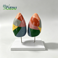 Modelo Anatómico de Segmentos Pulmonares Humanos con Código de Color SCIEDU, Estructura Pulmonar de Tamaño Real, Ayuda Didáctica para el Estudio Médico en el Aula