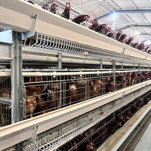 유형 닭장 가금류 장비 닭 농기구 - Product Image 5