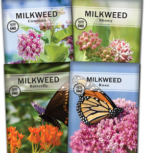 La colección Semences de <span class=keywords><strong>algodoncillo</strong></span> no OGM Heirloom incluye variedades llamativas de Rosa común de mariposa que atraen a la monarca - Product Image 1