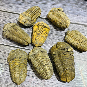Trilobita <span class=keywords><strong>de</strong></span> Gran Tamaño <span class=keywords><strong>de</strong></span> <span class=keywords><strong>Marruecos</strong></span>, Trilobita Calymenida Enrollada, Fósil <span class=keywords><strong>de</strong></span> Flexicalymene, Espécimen para Colección y Decoración del Hogar - Product Image 5