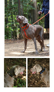 OEM logotipo personalizado diseño de moda Nylon resistente <span class=keywords><strong>Collar</strong></span> de perro grande ajustable Durable personalizado comodidad suave lujo <span class=keywords><strong>Collar</strong></span> de Mascota - Product Image 4