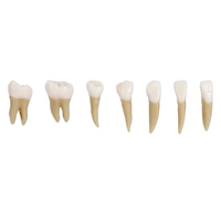 Venta al por mayor de fábrica, modelo de 28 dientes, modelo de diente dental falso práctico para demostración de enseñanza