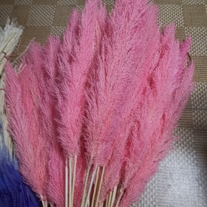 QSLH-568 migliore vendita di grandi dimensioni fiore secco erba naturale pampa Reed fiore nero pampa erba vera e soffice pampa conservata - Product Image 5