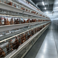 Cage à poules pondeuses automatique de type A en gros, 4 niveaux, 5 portes, 160 poules, cage en batterie, équipement avicole pour poulailler