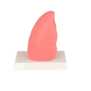 Modelo <span class=keywords><strong>de</strong></span> pulmón <span class=keywords><strong>de</strong></span> <span class=keywords><strong>fumador</strong></span> grande en silicona (23x12x9cm 1,7625 kg) Vs Modelo <span class=keywords><strong>de</strong></span> pulmón normal en silicona-Anatomía duradera y realista - Product Image 1