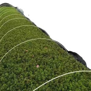 Tige en fibre de verre solide de 6mm tige en fibre de verre serre petit support d'arc - Product Image 4