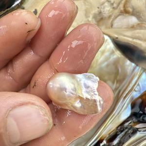 Acqua dolce coltivata di grandi dimensioni colore viola singolo due barocche <span class=keywords><strong>ostriche</strong></span> vongole con vaccino imballaggio per Live Open - Product Image 3