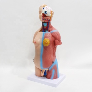 Modèle de torse humain homme/femme de 45 cm, 23 parties détachables, modèle d'enseignement médical d'anatomie avec fœtus en PVC - Product Image 1