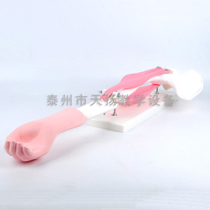Modèle de mobilité de l'articulation du coude ; modèle pédagogique de biologie pour le collège avec scapule ; expérience de biologie pour les collèges et lycées - Product Image 1