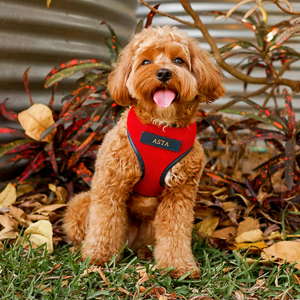 Harness anjing tanpa tarik, Harness kain jala kekang anjing kecil hewan piaraan, Harness kerah kucing anjing kustom Modern - Product Image 4