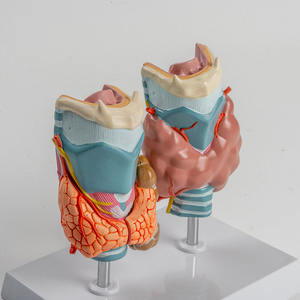 Modèle de thyroïde pathologique humaine SCIEDU Hyperthyroïdie et hypothyroïdie Système endocrinien Anatomie humaine Modèle de larynx thyroïdien - Product Image 4