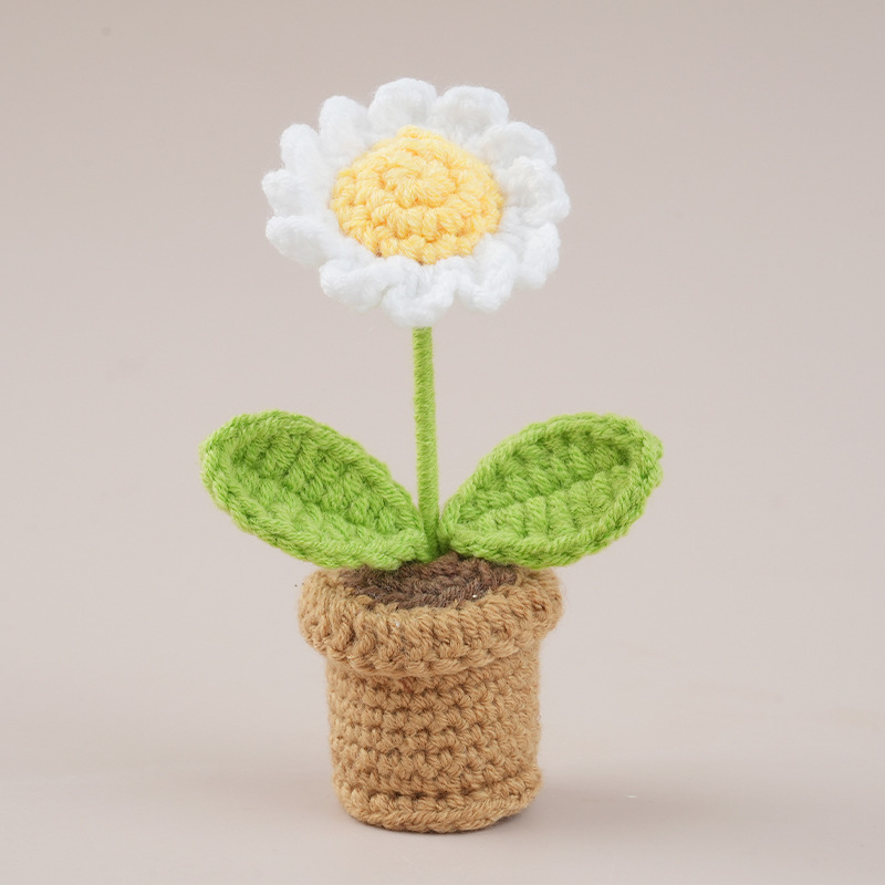 Small white daisy plant in pot