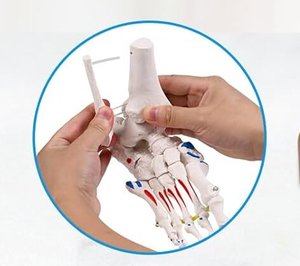 Modèle anatomique de <span class=keywords><strong>pied</strong></span> et de cheville humains grandeur nature pour l'enseignement médical, avec marquages des insertion musculaires, certifié ISO CE - Product Image 3
