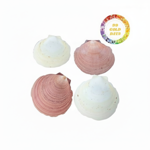 Vente en gros de coquilles Saint-Jacques décoratives pour les projets d'ornement de maison d'illustration de bricolage et les idées de conception de style de plage - Product Image 1