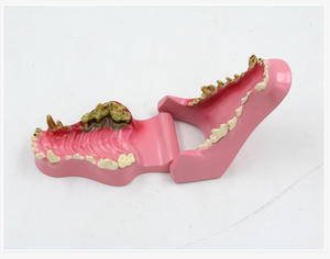 Modèle anatomique de dents de chien en PVC avancé Animal Advanced, peint à la main, 0,4 kg, pour l'enseignement des sciences médicales - Product Image 6